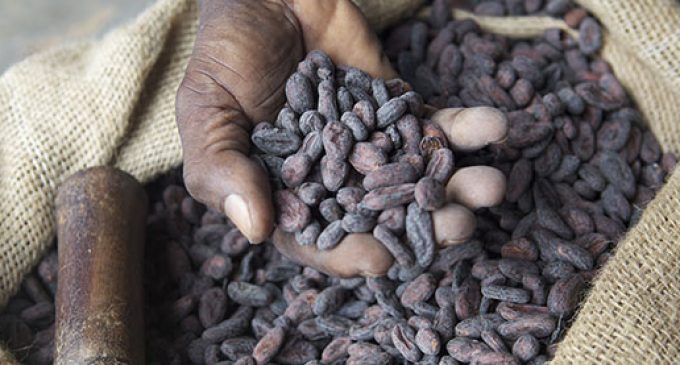 Nestlé Becomes First Major UK Confectionery Company to Source 100% Sustainable Cocoa