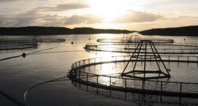 Cargill Spawns New Era in Aquaculture
