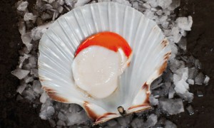 ClearwaterScallop