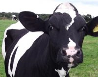 Tesco Invests in the Future For Britain’s Dairy Farmers