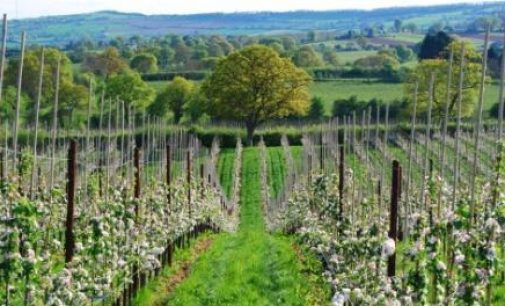 Organic Fruit Demand Hits 10 Year High in Britain