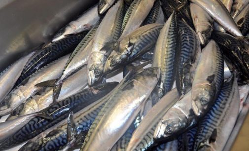Scottish Pelagic Fish Group Committed to a Sustainable Future