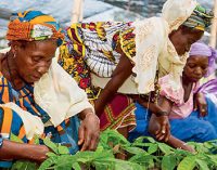 Nestlé Empowers One Million Women in Farming