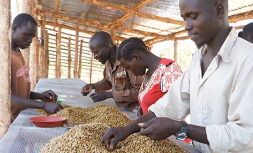 USAID Joins Nespresso and TechnoServe in Supporting South Sudan’s Coffee Farmers