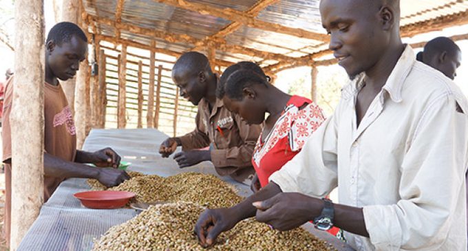 USAID Joins Nespresso and TechnoServe in Supporting South Sudan’s Coffee Farmers