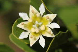 quillaja flower