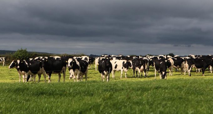 Search On For Ireland’s Top Dairy Farm