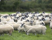 Sainsbury’s Makes British Lamb Commitment