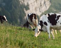 Swiss Cows Help Henniez to Produce Green Energy