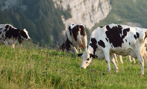 Swiss Cows Help Henniez to Produce Green Energy