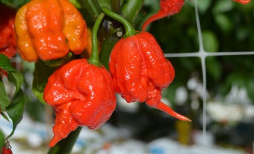 World’s Hottest Chilli Pepper on Sale at Tesco