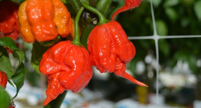 World’s Hottest Chilli Pepper on Sale at Tesco