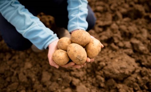 Tesco Investing in the Future For Britain’s Potato Growers