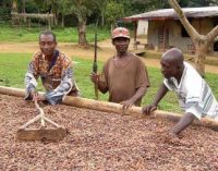 Cameroonian Cocoa Sector Makes Good Strides in Sustainable Production