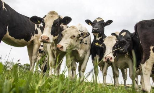 British Dairy Farmers Being Short-changed to Tune of £200 Million