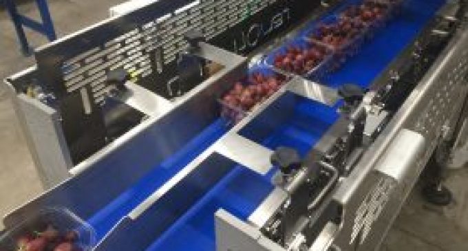 New packaging machinery for grapes cuts costs and reduces environmental impact