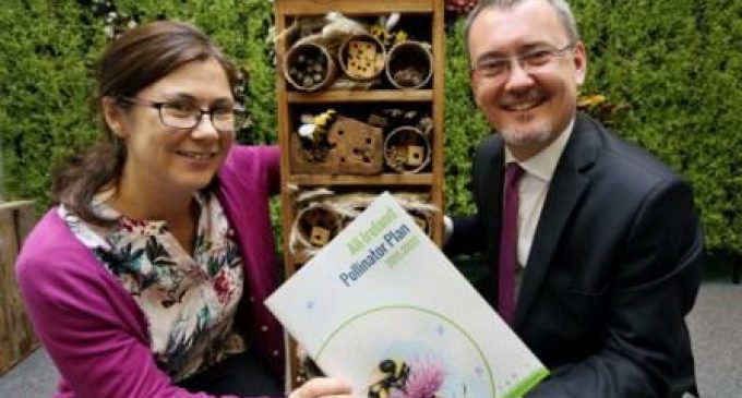 Irish Businesses Urged to Help Save the Bees!