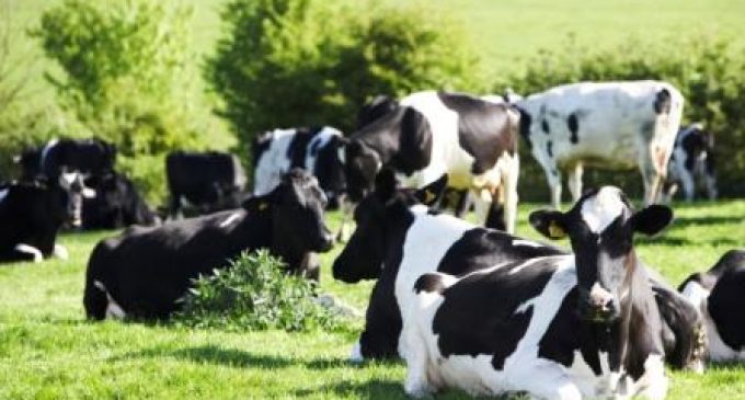 Dairy Crest Increases Milk Price Further