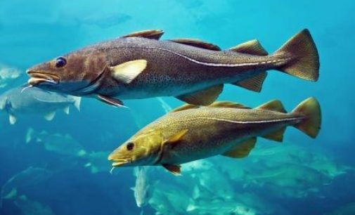 End to Time-at-sea Limits For North Sea Cod Fisheries