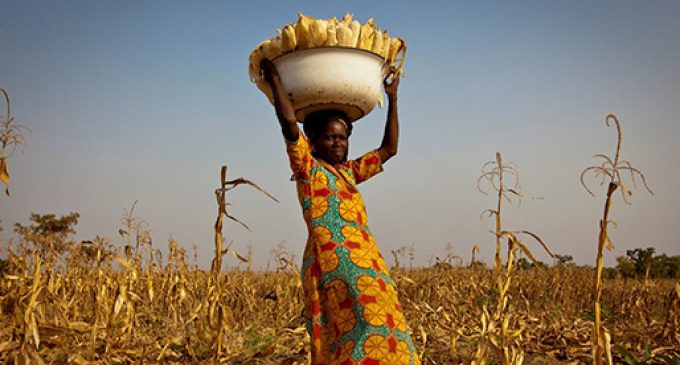 Nestlé and USAID Partner For High Quality Maize in Ghana