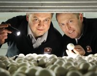 Walsh Mushrooms Acquires Golden Mushrooms in Positive Move For Irish Mushroom Industry