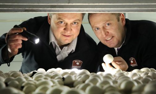 Walsh Mushrooms Acquires Golden Mushrooms in Positive Move For Irish Mushroom Industry