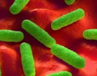 Antimicrobial Resistance in Europe Remains High