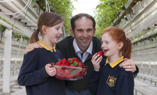 Keelings Celebrates Harvest of First Irish Strawberries