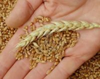 Global Wheat Production Down in 2018