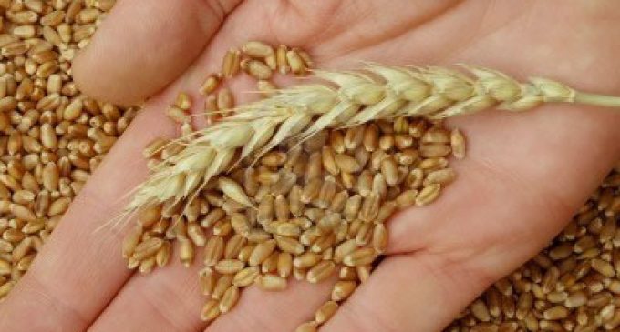 Global Wheat Production Down in 2018