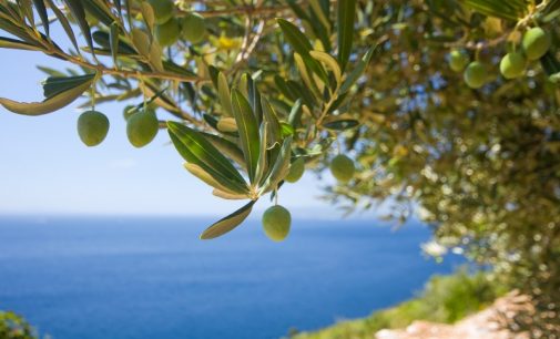 Price Rises and Private Label Drive Up Sales of Olive Oil Across Europe