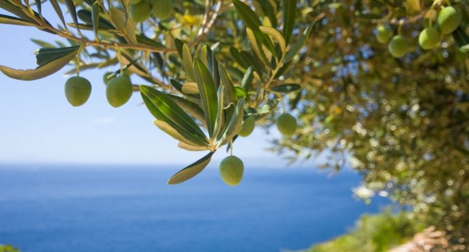 Price Rises and Private Label Drive Up Sales of Olive Oil Across Europe