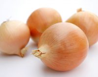 Organic Conditions Boost Flavonoids and Antioxidant Activity in Onions