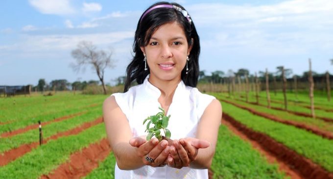 Stevia Use In Beverages and Foods Continues to Increase