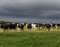 Harmonised Standards Vital to Dairy’s Continued Global Success