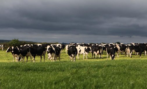 Farm to Fork: Innovative feed additive will reduce methane emissions from dairy cows in the EU
