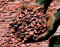 Global Cocoa Production to Hit a Record 4.85 Million Tonnes in 2019