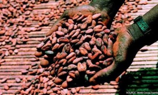 Global Cocoa Production to Hit a Record 4.85 Million Tonnes in 2019