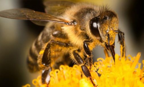Actions to Stop the Decline of Pollinating Insects