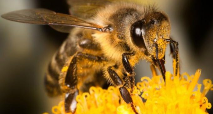 Actions to Stop the Decline of Pollinating Insects