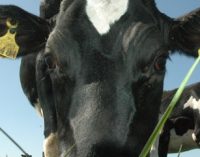 Teagasc Researcher Diarmuid Sheehan receives International Dairy Foods Association Research award