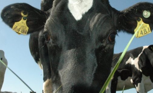 Dairy – How do You Take Yours?