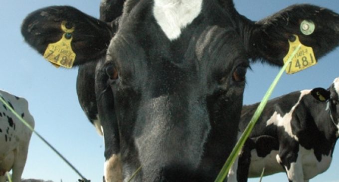 Teagasc Researcher Diarmuid Sheehan receives International Dairy Foods Association Research award