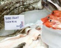 Norwegian Seafood Exports Break New Records