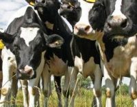 Scientists Investigate Origin of Isolated BSE Cases