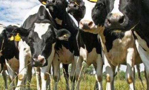 Scientists Investigate Origin of Isolated BSE Cases