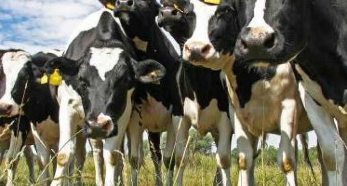 Scientists Investigate Origin of Isolated BSE Cases