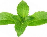 Stevia sweetener variant is 20 times more potent