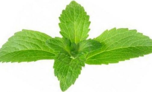 Stevia sweetener variant is 20 times more potent
