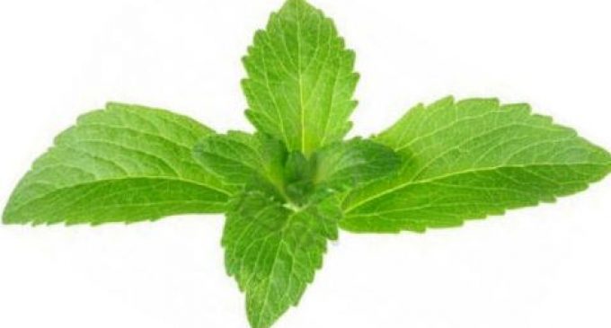 Stevia sweetener variant is 20 times more potent